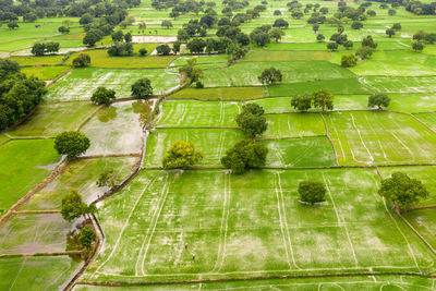 High angle view of trees