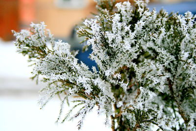 Close-up of frozen tree