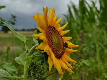 Close-up of sunflower on field