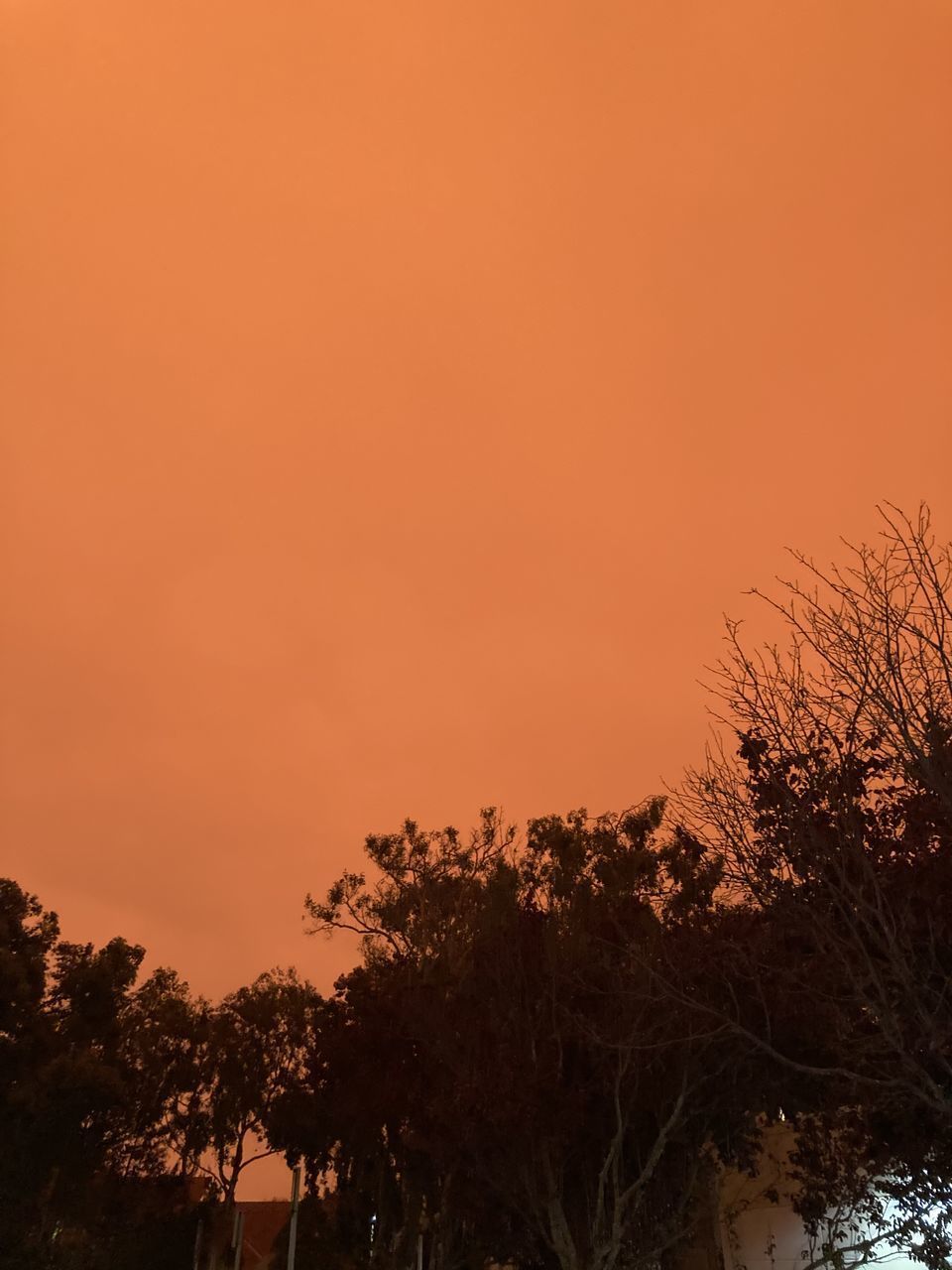 LOW ANGLE VIEW OF SILHOUETTE TREES AGAINST SKY DURING SUNSET