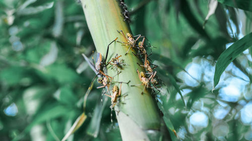 Close-up of ant on leaf