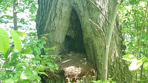 Plants growing on tree in forest