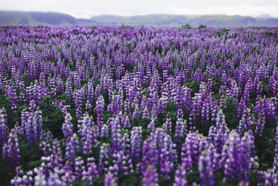 Purple flowering plants on field