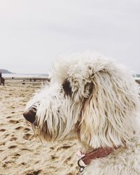 View of goldendoodle dog on sand