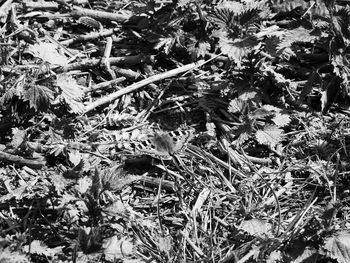 Full frame shot of plants