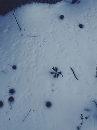 High angle view of insect on snow