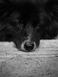 Close-up of dog resting