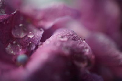 Close-up of purple flower