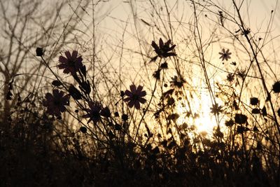 Low angle view of plants against sky