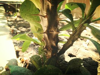 Close-up of plant growing on tree trunk