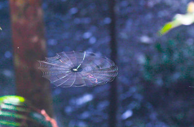 Close-up of insect