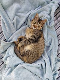 High angle view of cat resting on bed