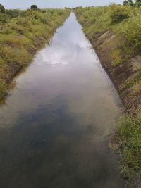 Reflection of trees in water