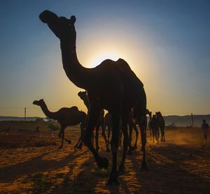 Silhouette of camels, pushkar, india.