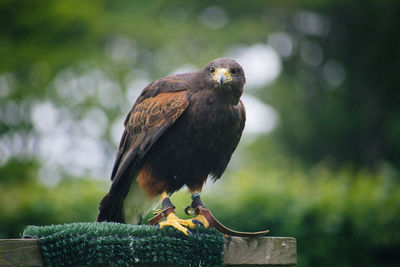 Close-up of hawk flying at park