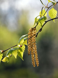 Close-up of plant against white background