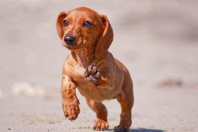 Portrait of dog looking away