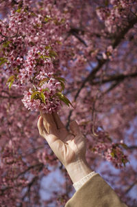 Cropped hand of woman holding flowers