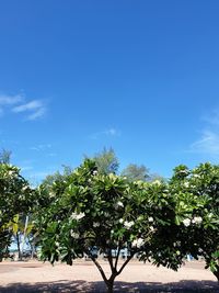 Low angle view of trees against blue sky