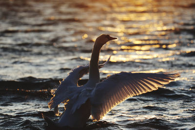 Swan flying over sea during sunset