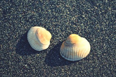 Close-up of snail on beach