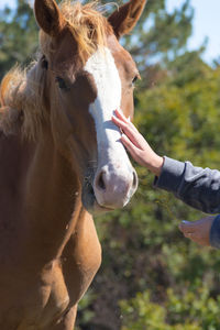 Midsection of person with horse outdoors