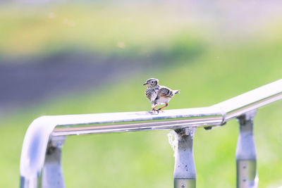 Close-up of bird perching on railing