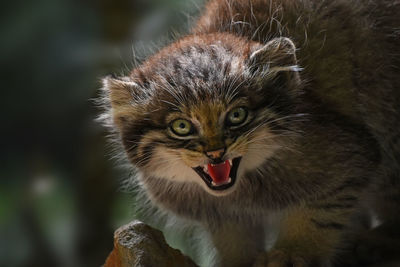 Close-up portrait of cat