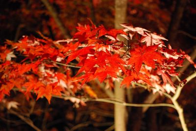 Close-up of red maple leaves