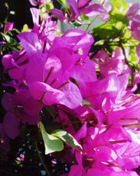 Close-up of pink flowers