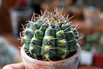 Close-up of succulent plant