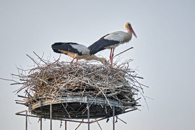 Bird perching on nest