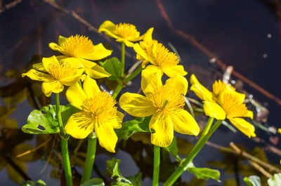 Close-up of yellow flowering plant