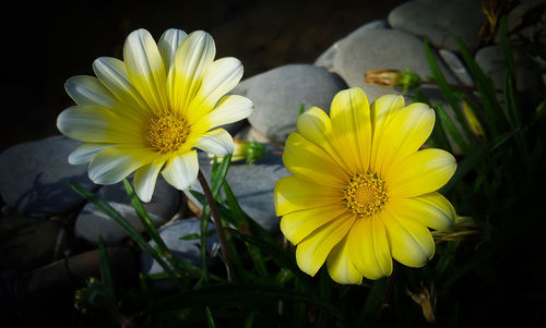 Close-up of yellow flowers blooming outdoors