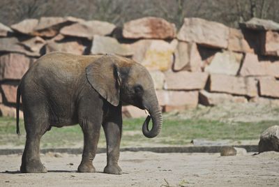 Side view of elephant calf