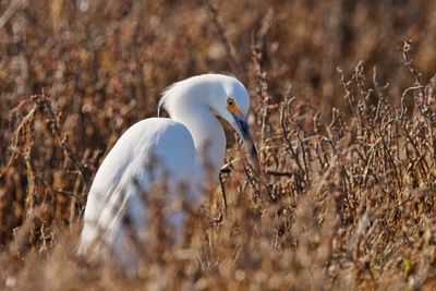 White duck in a field