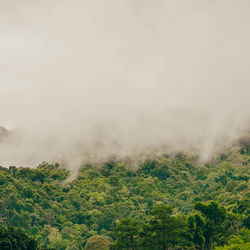 Trees on landscape against sky