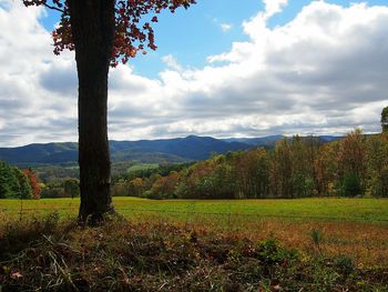 Scenic view of field against sky
