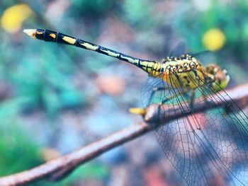 Close-up of dragonfly on twig