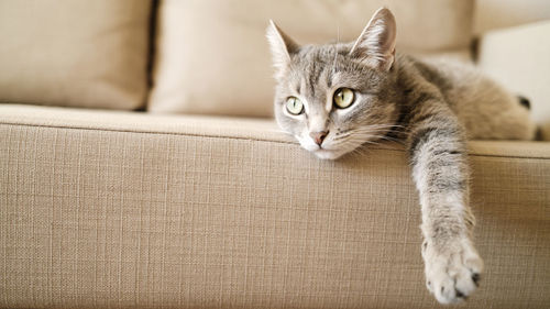 Close-up of cat lying on sofa at home