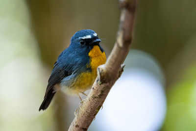 Close-up of bird perching on branch