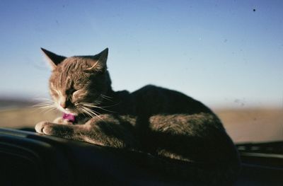 Close-up of cat