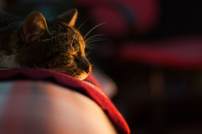 Close-up of a cat looking away