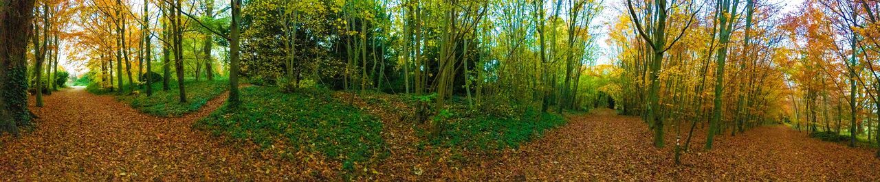 Panoramic view of trees in forest during autumn