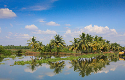 Reflection of palm tree in lake against blue sky