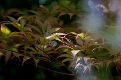 Close-up of green leaves