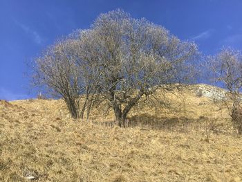 Bare tree on field against sky