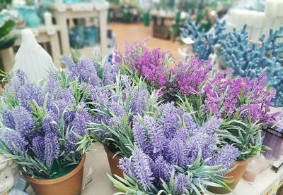 Close-up of purple flowering plants in pot