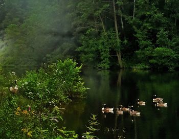 View of trees in forest