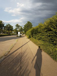 Road passing through trees